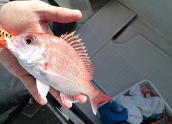 愛裕南丸 釣果