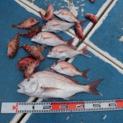 十八宝洋丸 釣果