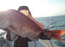 愛裕南丸 釣果