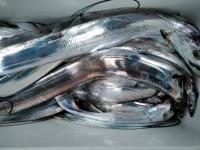 おおせき丸 釣果