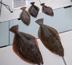 遊漁船 幸友丸 釣果