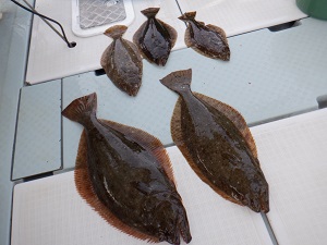 遊漁船 幸友丸 釣果