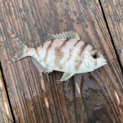 本部釣りイカダ 釣果