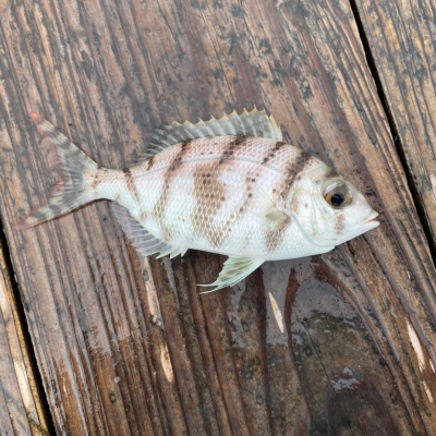 本部釣りイカダ 釣果