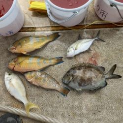 本部釣りイカダ 釣果