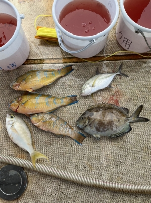 本部釣りイカダ 釣果