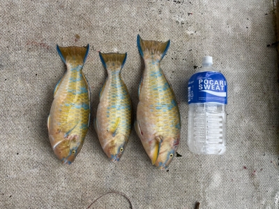 本部釣りイカダ 釣果