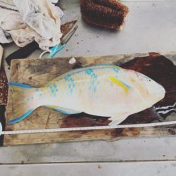 本部釣りイカダ 釣果