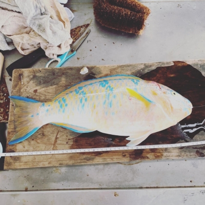 本部釣りイカダ 釣果