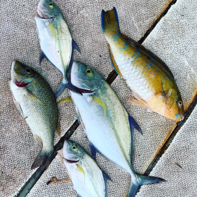 本部釣りイカダ 釣果