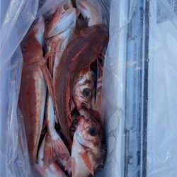 モンロー号 釣果