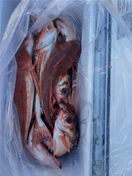 モンロー号 釣果