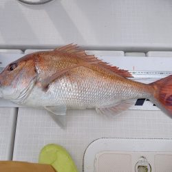 フィッシングボートACE(エース) 釣果