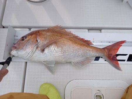 フィッシングボートACE(エース) 釣果