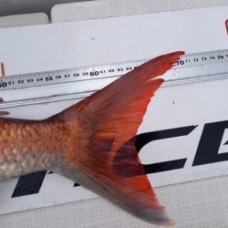 フィッシングボートACE(エース) 釣果