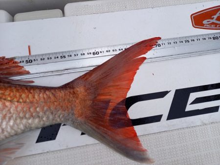 フィッシングボートACE(エース) 釣果