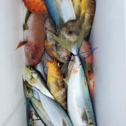 ブルーピア 釣果