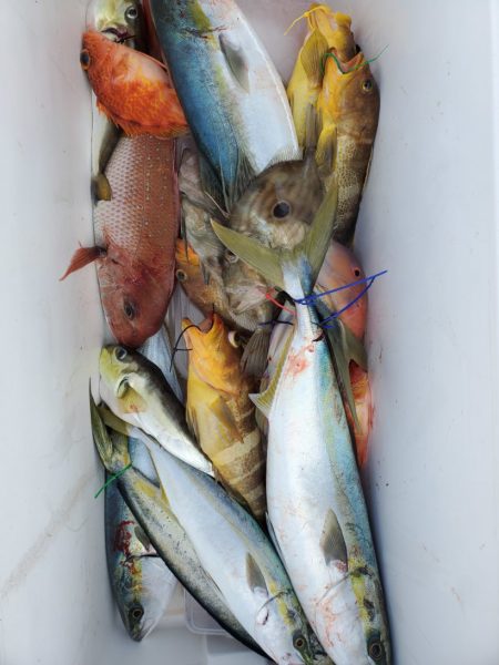 ブルーピア 釣果