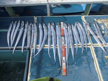 十八宝洋丸 釣果