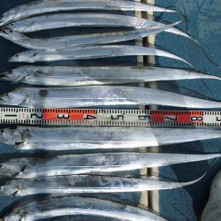 十八宝洋丸 釣果