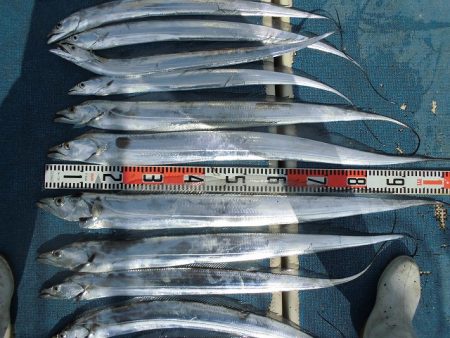 十八宝洋丸 釣果