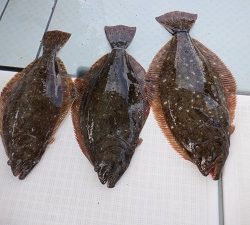 遊漁船 幸友丸 釣果