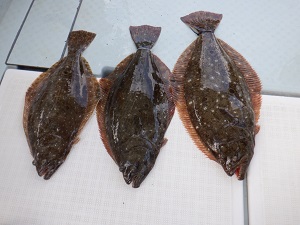 遊漁船 幸友丸 釣果