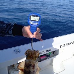 フィッシングボートACE(エース) 釣果