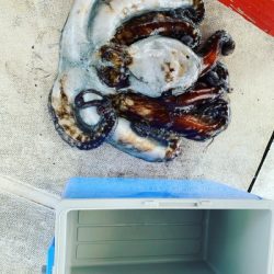 本部釣りイカダ 釣果