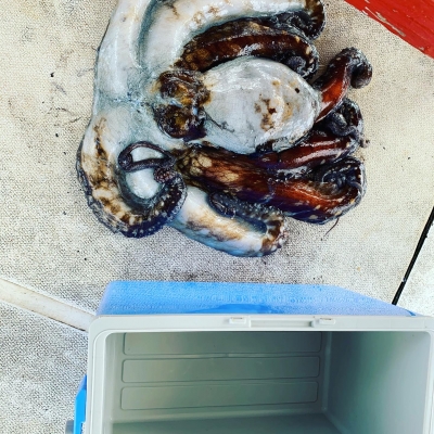 本部釣りイカダ 釣果