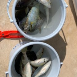 本部釣りイカダ 釣果