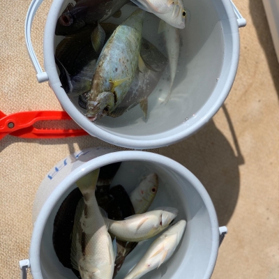 本部釣りイカダ 釣果
