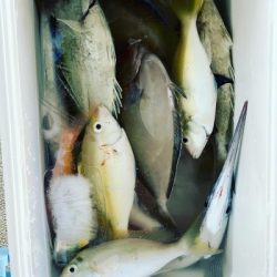 本部釣りイカダ 釣果