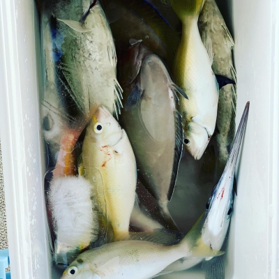 本部釣りイカダ 釣果