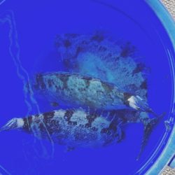 本部釣りイカダ 釣果