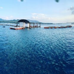 本部釣りイカダ 釣果