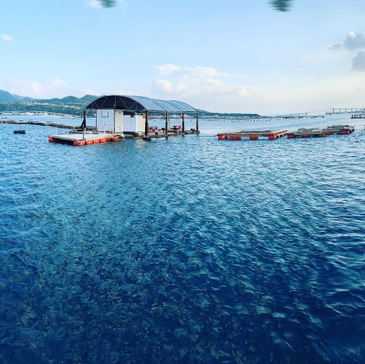 本部釣りイカダ 釣果