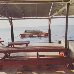 本部釣りイカダ 釣果