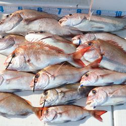 松本釣船２ 釣果