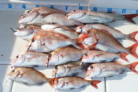 松本釣船２ 釣果