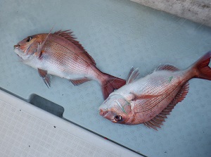 遊漁船 幸友丸 釣果