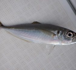 遊漁船 幸友丸 釣果