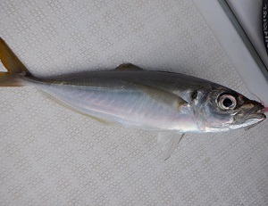 遊漁船 幸友丸 釣果