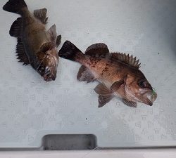 遊漁船 幸友丸 釣果