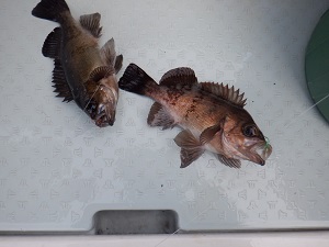 遊漁船 幸友丸 釣果