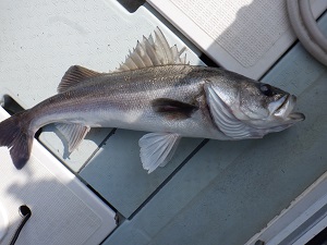 遊漁船 幸友丸 釣果