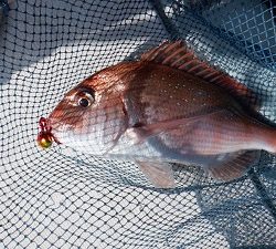 遊漁船 幸友丸 釣果