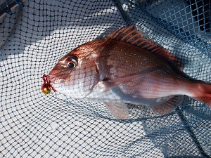 遊漁船 幸友丸 釣果
