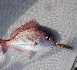 遊漁船 幸友丸 釣果