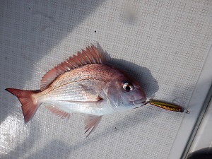 遊漁船 幸友丸 釣果